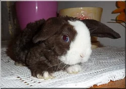 Králíčci-Zakrlý beránek Rex,Sat/Rex,Satén, Teddy