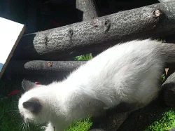 Prodám kotě Sibiřská kočka