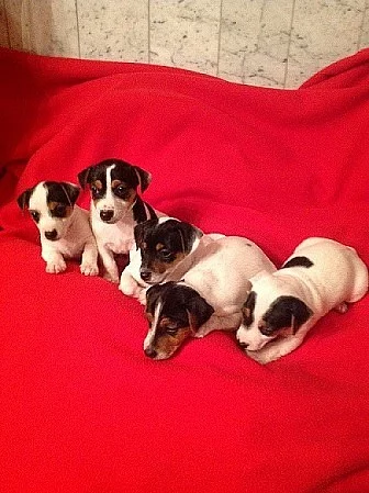 jack russel terier štěňátka