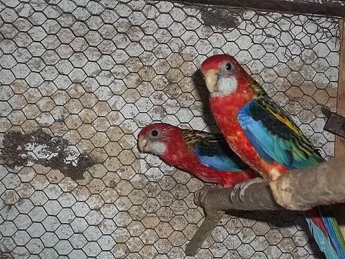 Rozela