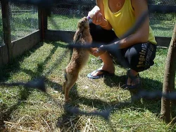 Prodám 3 zajíce polní