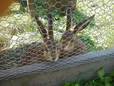 Prodám 3 zajíce polní