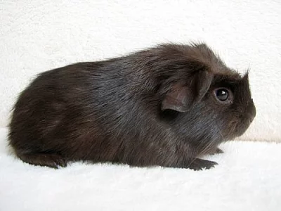 3 krásná morčátka s PP na prodej