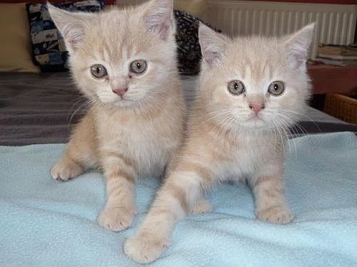 Britští krémoví kocourci