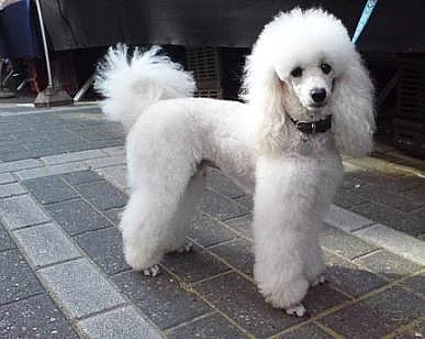 ☆ PUDL TOY pejsek ke krytí ☆