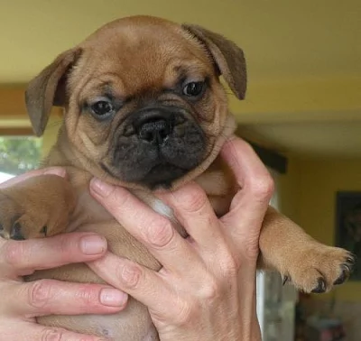 Francouzský buldoček štěňata bez PP prodám