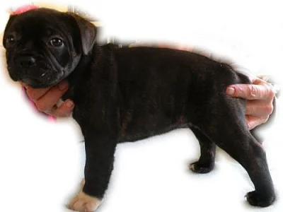 Francouzský buldoček štěňata bez PP prodám