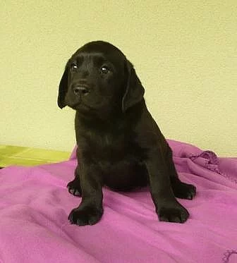 Labradorský retriever s PP-levně