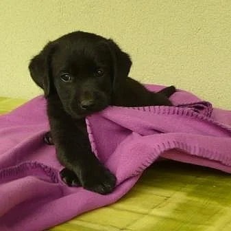 Labradorský retriever s PP-levně