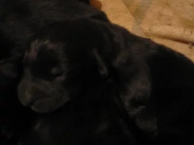 Prodám štěňátka Novofundlandského psa