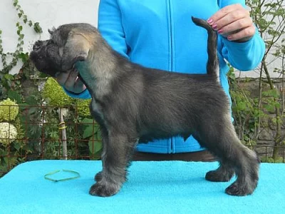 Knírač střední pepř a sůl - štěňata