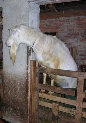 Prodám plemenného kozla