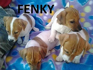 Jack russel terier 