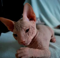 Don sphynx (donský sfinx) na prodej MoraDons Cz