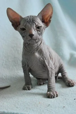 Don sphynx (donský sfinx) na prodej MoraDons Cz