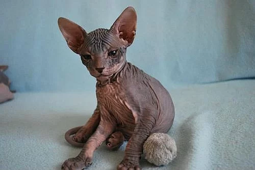 Don sphynx (donský sfinx) na prodej MoraDons Cz