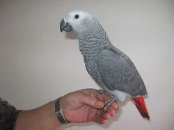 Kongo papoušci Žako - dokonale ochočená mláďata