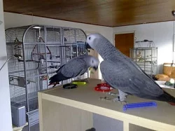 Kongo papoušci Žako - dokonale ochočená mláďata