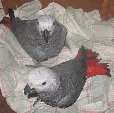 Kongo papoušci Žako - dokonale ochočená mláďata