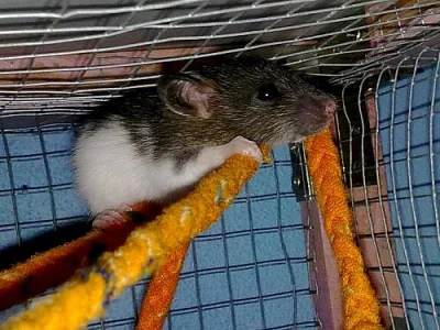 Prodám mladé potkany
