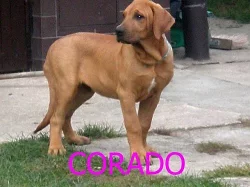 Tosa inu - výprodej