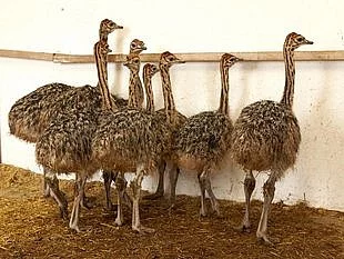 Prodám pštrosy africké , pštros africký