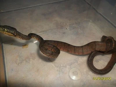 Corallus Hortulanus
