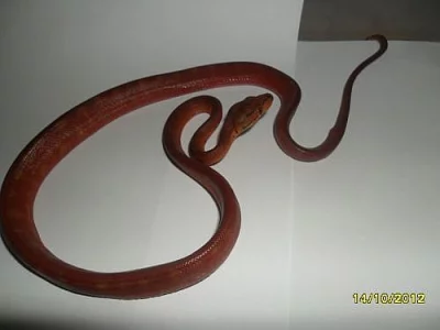 Corallus Hortulanus