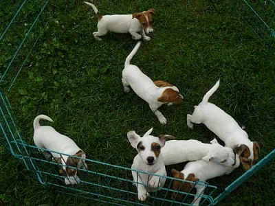 Jack russell teriér