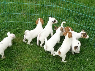 Jack russell teriér