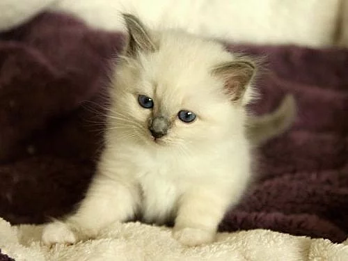 Birma - prodej koťátek