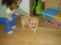 Daruji roztomilé štěnátko