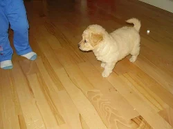 Daruji roztomilé štěnátko