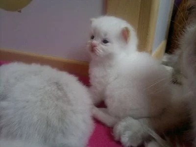 RAGDOLL kocourek Coobi s PP