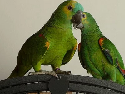 PRODÁM PÁR AMAZONANŮ MODROČELÝCH