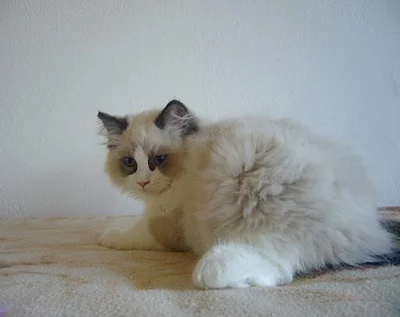 Koťatka Ragdoll bez PP