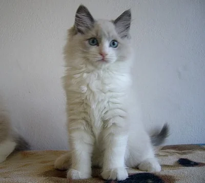 Koťatka Ragdoll bez PP