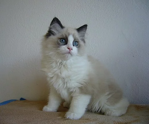Koťatka Ragdoll bez PP