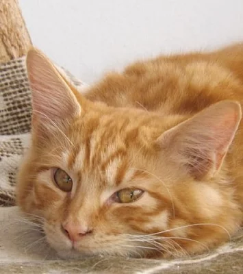 Volná koťátka Kurilských bobtailů s PP - Brno