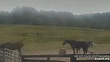 Výběh s koňmi v americkém Kentucky