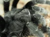 Hádes spiders