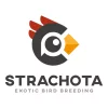 Tomáš Strachota