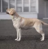 Labforjoy