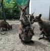dvornizookoutek