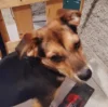 Love_Mutts