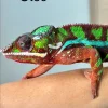 ChameLeOn