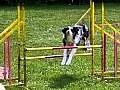 Psí agility