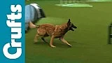 Agility - finále jednotlivců