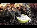 Želvy požírají drcené skořápky