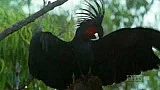 Kakadu palmový